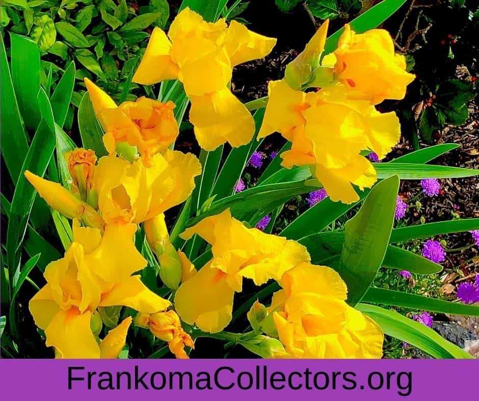 FrankomaCollectors.org: Your Source for Everything Frankoma